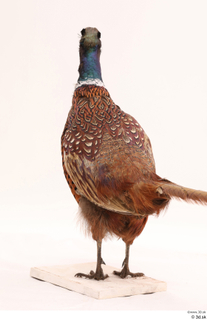 Pheasant  2 whole body 0010.jpg